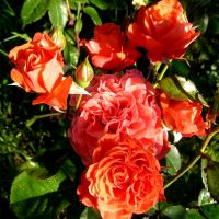 Леди оф Белград (Lady of Belgrade) 2 сорт