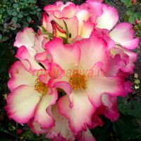 Лиола (Liolà) 2 сорт