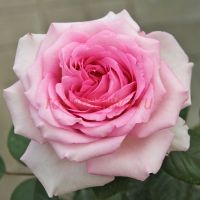 Мануэла Шультейс (Manuela Schultheis) 2 сорт