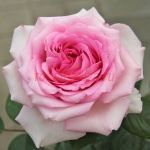 Мануэла Шультейс (Manuela Schultheis) 2 сорт