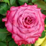 Маритим (Maritim) 2 сорт