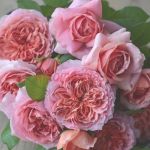 Мулен де ла Галетт (Moulin de la Galette) 2 сорт