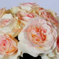 Нихарика (Niharika) 2 сорт