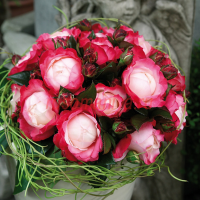 Ностальжи (Nostalgie) 2 сорт