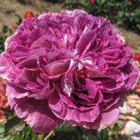 Пенни оу Спешиал Гёл (Penni Our Special Girl) 2 сорт