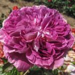 Пенни оу Спешиал Гёл (Penni Our Special Girl) 2 сорт