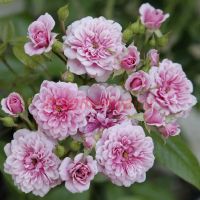 Петит Бонэ (Petit Bonheur) 2 сорт