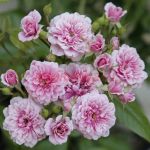 Петит Бонэ (Petit Bonheur) 2 сорт