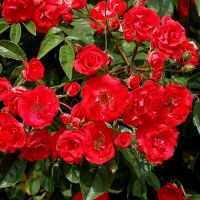 Ред Моцарт (Red Mozart) 2 сорт