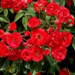 Ред Моцарт (Red Mozart) 2 сорт