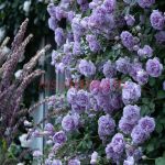 Рейни Блу (Rainy Blue) 2 сорт