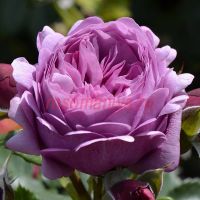 Роз Тэльма (Rose Thelma) 2 сорт