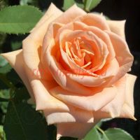 Роял Паркс (Royal Parks) 2 сорт