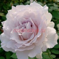 Сафиррет (Saphirret) 2 сорт