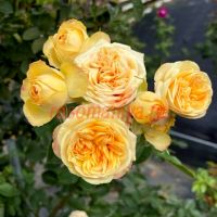 Свит Келли (Sweet Kelly) 2 сорт