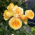 Свит Келли (Sweet Kelly) 2 сорт