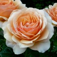 Сейнт Ричард оф Чичестер, Шерлок Холмс (St Richard of Chichester) 2 сорт