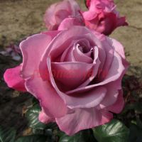 Сильвер Шадоу (Silver Shadow) 2 сорт