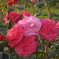 Сильви, Фий дю Фё (Sylvie, Fille du Feu) 2 сорт