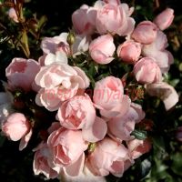 Симпли (Simply) 2 сорт