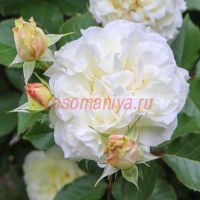 Сур ла Нейдж (Sur la Neige) 2 сорт