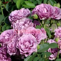 Терра Лимбурджиа (Terra Limburgia) 2 сорт