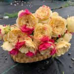 Фугетсу (Fugetsu) 2 сорт