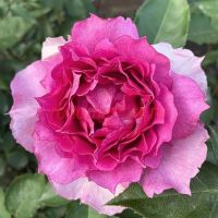 Шахерезад (Sheherazade) 2 сорт