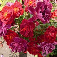 Шоколад Дроуп (Chocolate Drop) 2 сорт