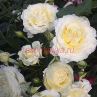 Элла (Ella) 2 сорт