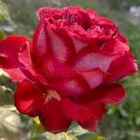 Эсмеральда (Esmeralda) 2 сорт