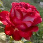 Эсмеральда (Esmeralda) 2 сорт