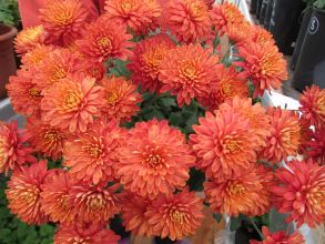 Микс №1 (Хризантема + бакопа)