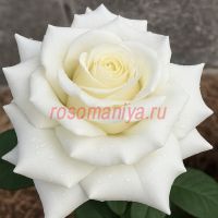 Сиракава (Shirakawa)