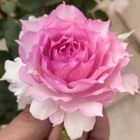 Дониазаде (Doniazade)