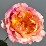 Оранж Фейс (Orange Face)