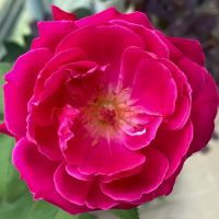 Софт Фрагрант Ред (Soft Fragrant Red)