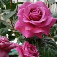 Плуто Кинг Террасса (Pluto King Terrazza)