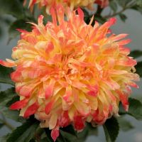 Файервокс Раффл (Fireworks Ruffle)