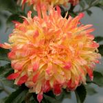 Файервокс Раффл (Fireworks Ruffle)