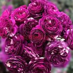 Сентед Джувел (Scented Jewel)