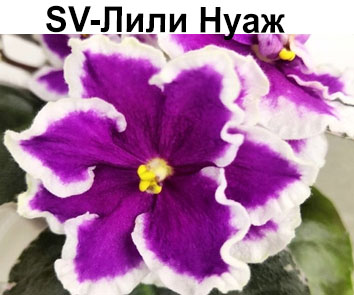 SV-Лили Нуаж  НОВИНКА