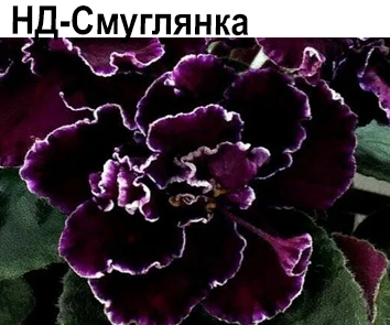 НД-Смуглянка (Данилова-Суворова)