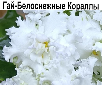 Гай-Белоснежные Кораллы (О.Гайфуллина)