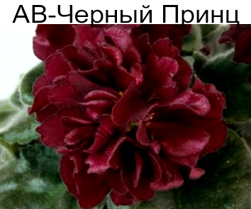 АВ-Черный Принц