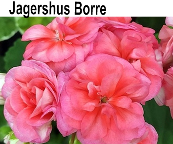 Пеларгония зональная Jagershus Borre