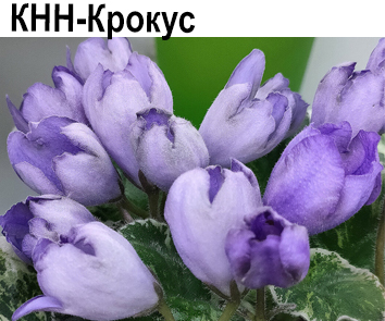 КНН-Крокус (Н.Куриленко). НОВИНКА