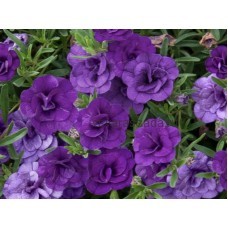 Калибрахоа Colibri Double Deep Purple