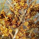 Облепиха Алей (мужской сорт)