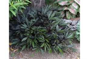 Ипомея батат семипальчатая